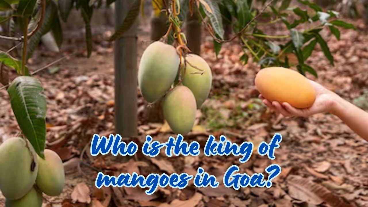 Who is the king of mangoes in Goa?